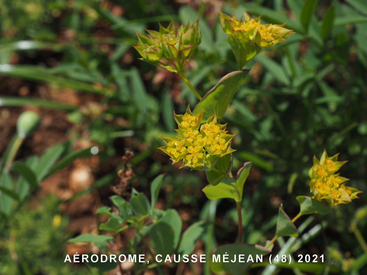 Hare's-Ear, Common